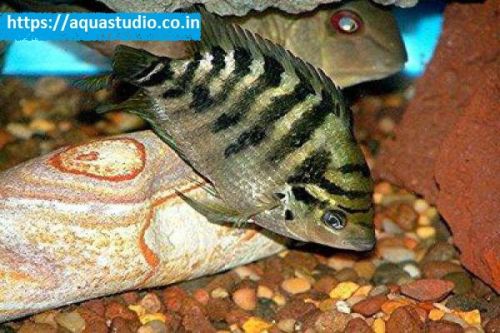Flier Cichlid Fish