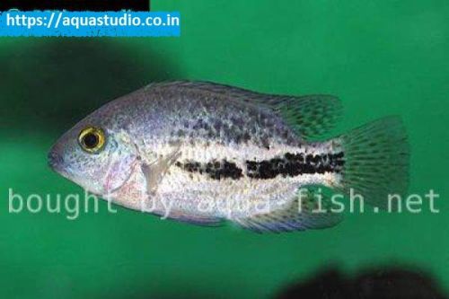 Twoband Cichlid Fish