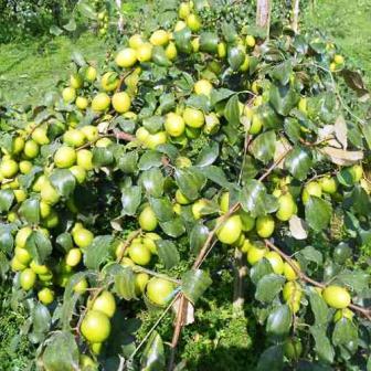 Apple Bar Plants