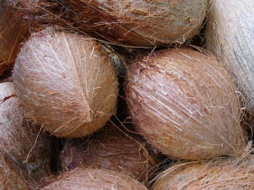 Organic Fully Husked Coconut, Shelf Life : 3months