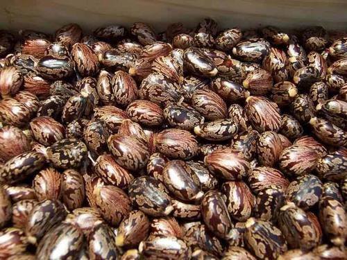 Castor Seed