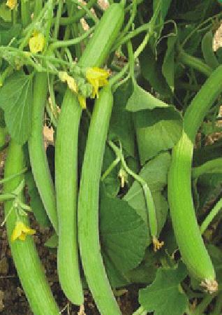 LONG KAKDI, Variety : SARDAR -31