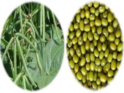 Moong, Variety : Sardar-151