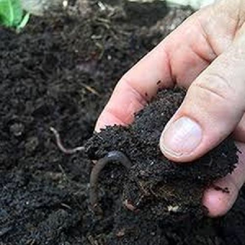 Vermicompost / Organic Compost