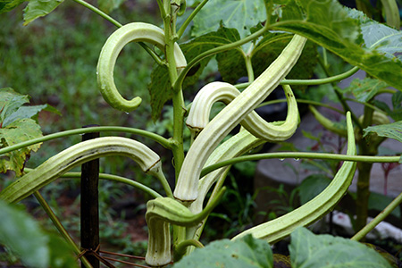 Lady S Finger Okra White