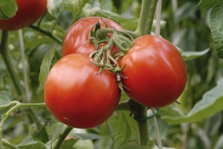 Tomato