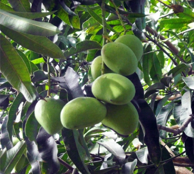 DUSHARI MANGO PLANT