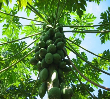 PAPAYA HYBRID PLANT