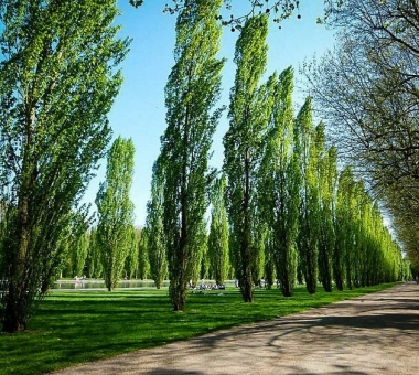 Poplar Plants