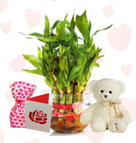 Layer Bamboo Plant White Teddy, Packaging Type : Box