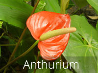 Anthurium Flower