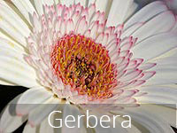 Gerbera Flower