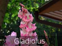 Gladiolus Flower