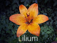 Lilium Flower