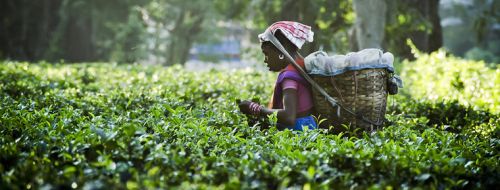 Nilgiri Tea