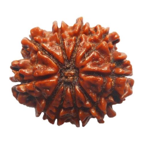 Dus Mukhi Rudraksh