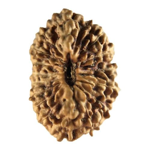 Santhara Mukhi Rudraksh