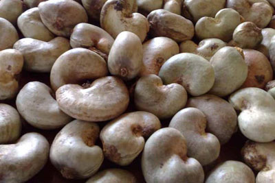 Raw Cashew Nut