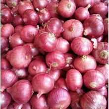 BULB Onion, Color : RED