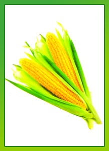 Maize