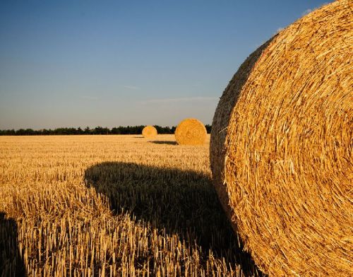 Brown Basmati Rice, Usage/Application : Cooking, Baking, Salads