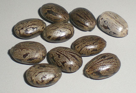 Common Castor Seeds, Style : Dried, Dry, Hybrid