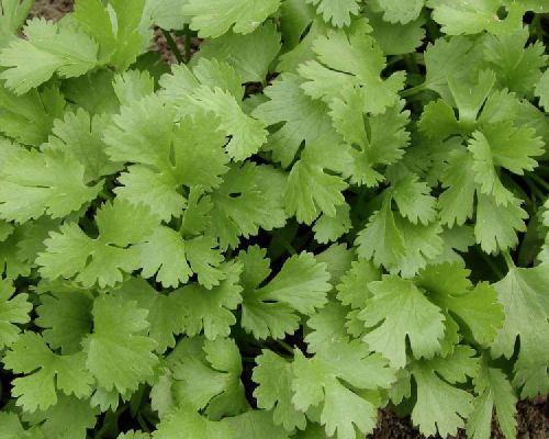 Coriander Leaves