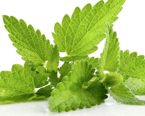 Mint Leaves