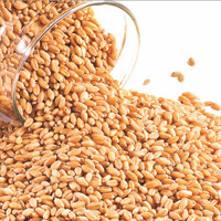 Wheat, Packaging Type : Sack Bag & Plastic Bag