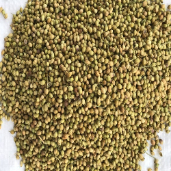 Coriander Seeds