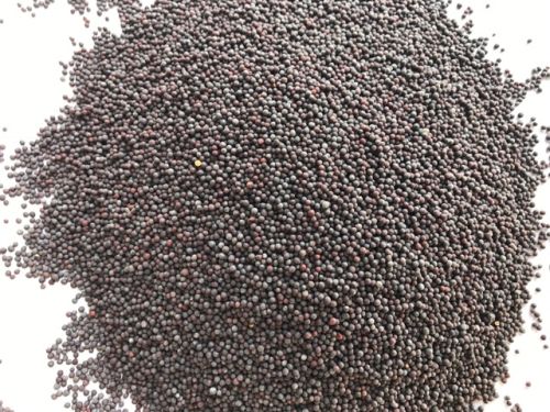 Mustard seeds, Color : Yellow