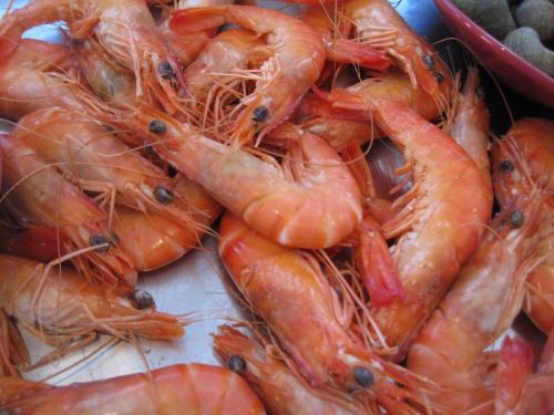 Arabian Red Shrimp