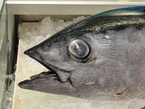 Big Eye Tuna Fish