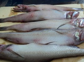 Bombay Duck Fish