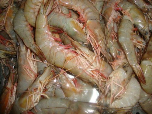 Deep Sea Shrimp