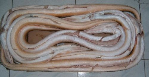 Indian Conger Eel