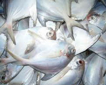 Silver Pomfret