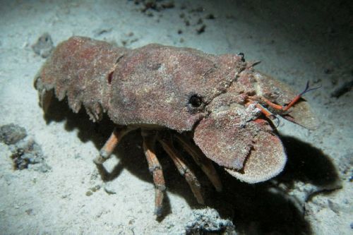 Spiny Lobster
