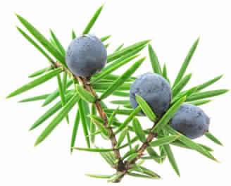 Wood Cade Oil, Certification : CE, EEC, FDA, GMP, MSDS, HACCP, WHO, HALAL, ISO