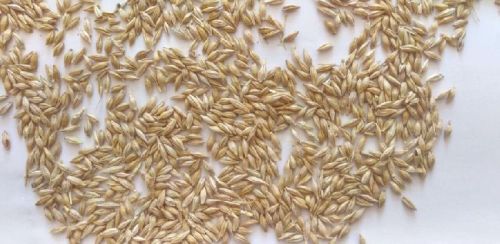 Barley Seeds, Packaging Size : 20Kg, 25Kg, 5-25kg