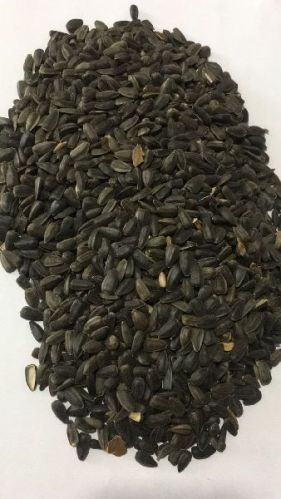 Sunflower seeds, Packaging Type : 20 Kg Pp Bags
