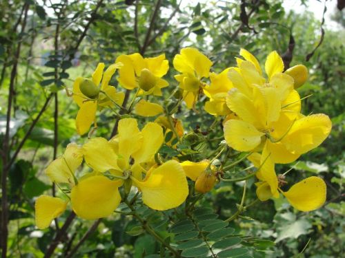 Senna Flower Dry and Powder, Shelf Life : 1year