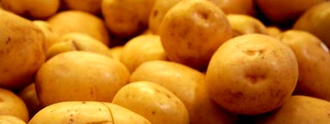 Potato, Packaging Size : 5-25kg