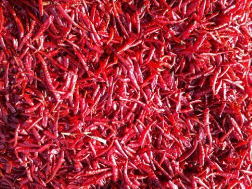 Common Byadgi Red Chillies, For Cooking, Fast Food, Sauce, Shelf Life : 1Years