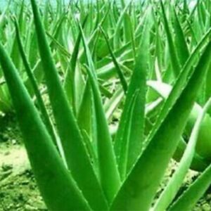 Organic Herbal Aloe Vera Plant, For Skin Lotion, Cultivation, Beverages, Cosmetics, Ointments Etc.