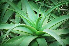 Organic Hybrid Aloe Vera Plant, For Beverages, Skin Lotion, Ointments Etc., Cosmetics, Feature : Easy To Grow