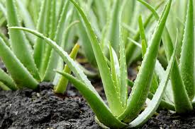 Organic Natural Aloe Vera Plant, For Cultivation, Skin Lotion, Beverages, Ointments Etc., Cosmetics