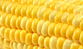 Yellow Corn, For Animal Feed, Packaging Type : PP Bag