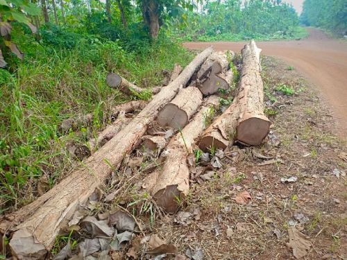 Timber Logs +100cm, +90cm, +80cm, Length : 5.5-11 mts