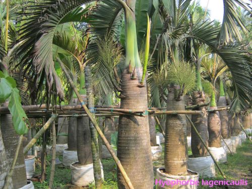 Natural Palm Trees, For Ayurvedic Medicine, Packaging Type : Plastic Bag